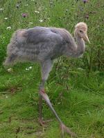 Shadow  on 3rd July 2012